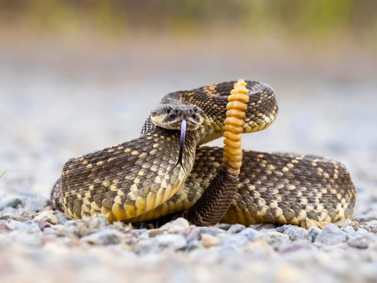 Germany, Switzerland, others, face unwanted venomous snakes hurdles at World Cup bases